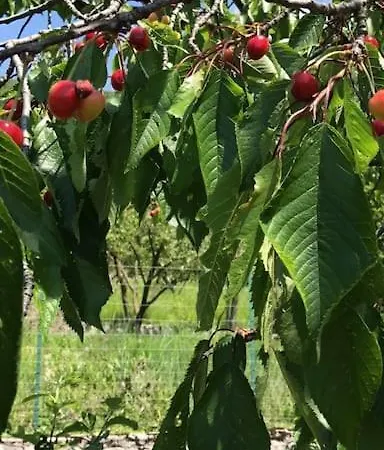 Beautiful Dama 度假居 新戈里察